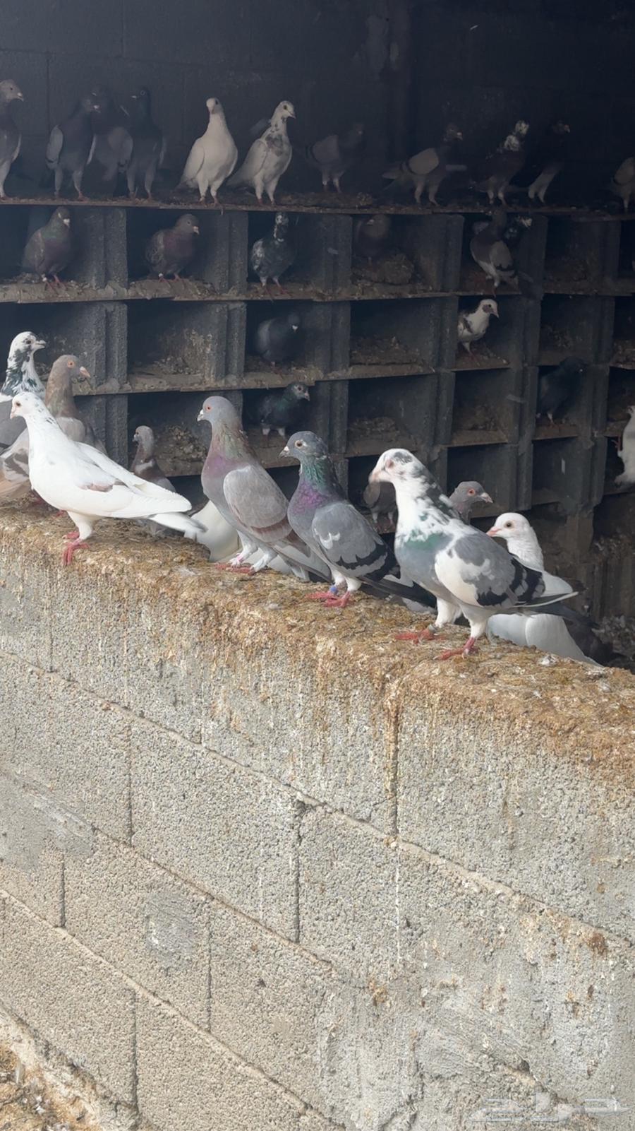 حمام سوبر جامبو64491714288386114