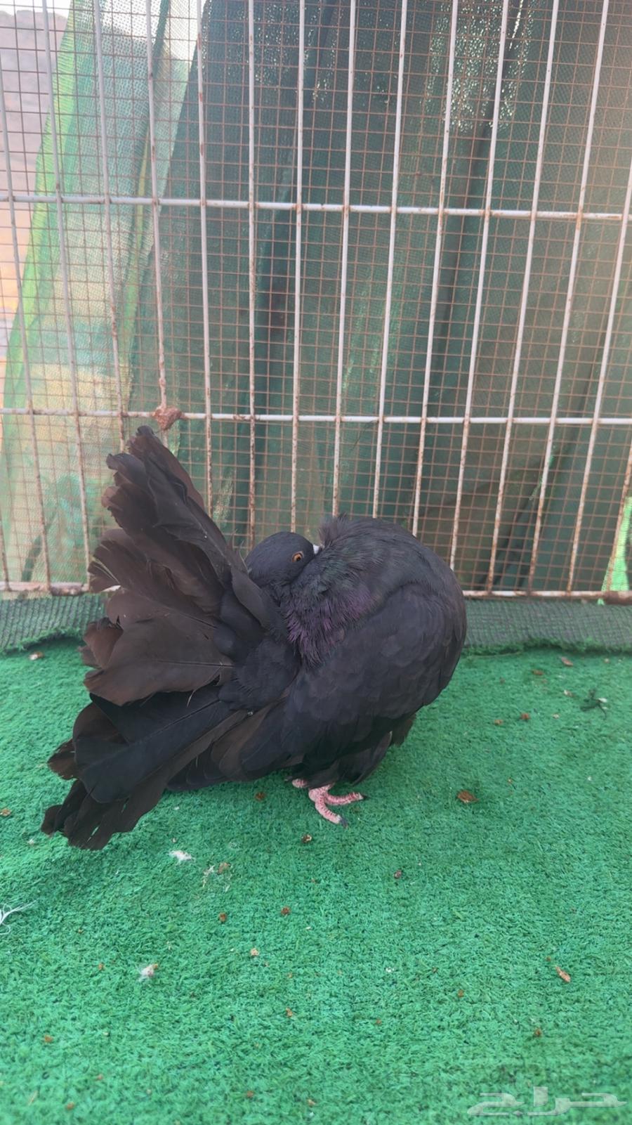 اناثي رقاص هولندي فناتيل64492312206210113