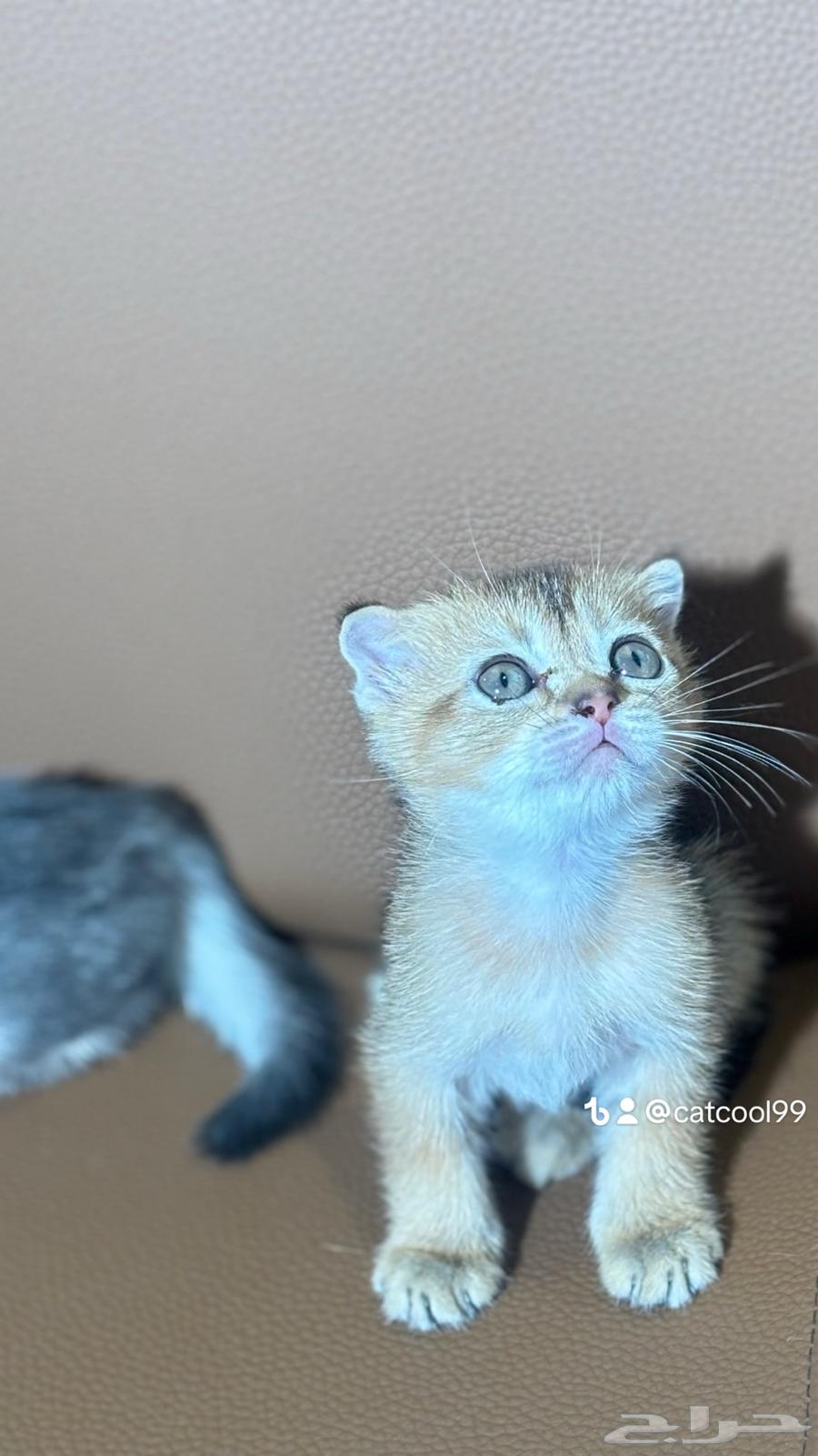 For sale Scottish Fold and British kittens, two months old, imported from breeders64493660637698113