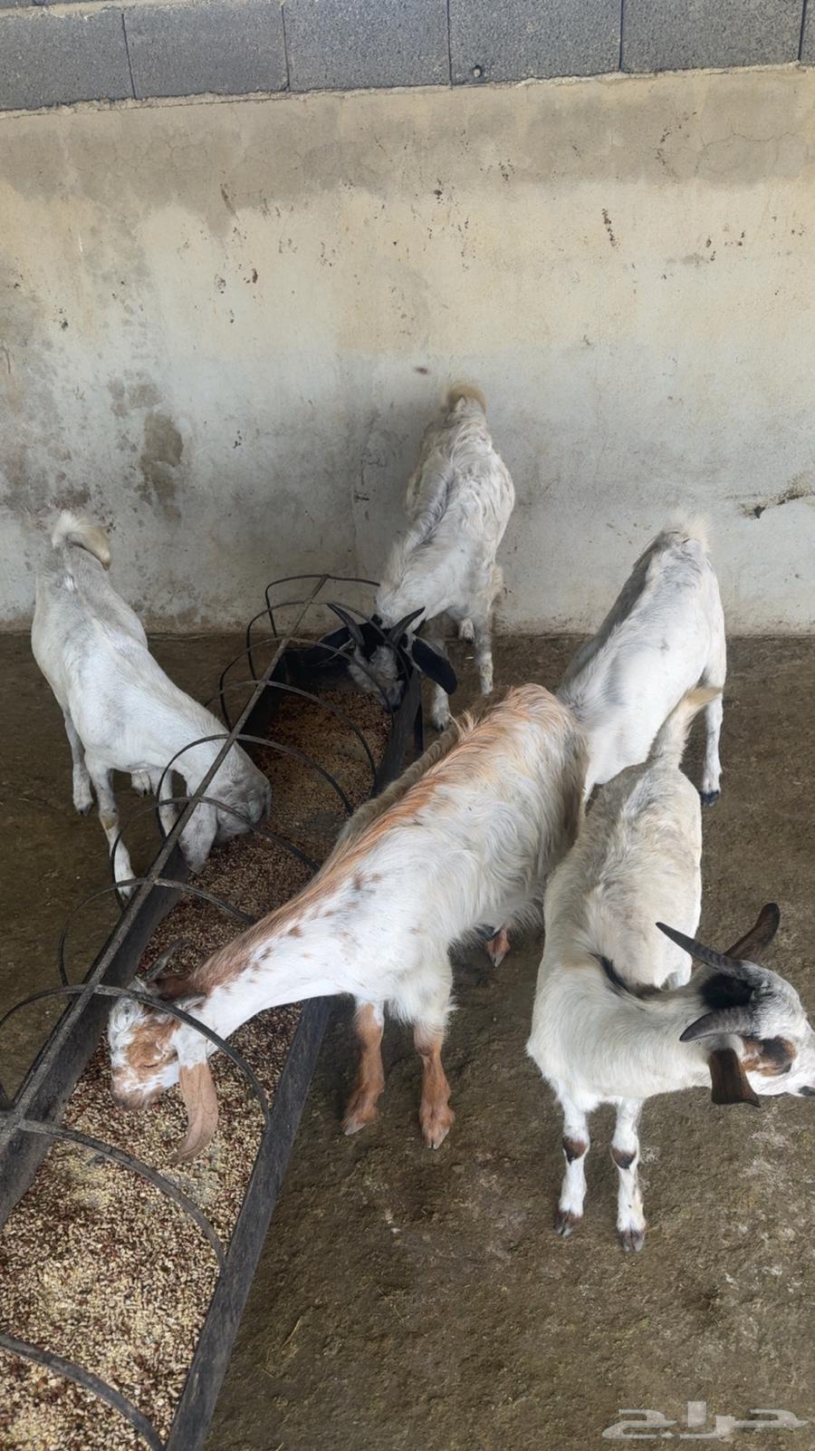 Goats64489916737538110