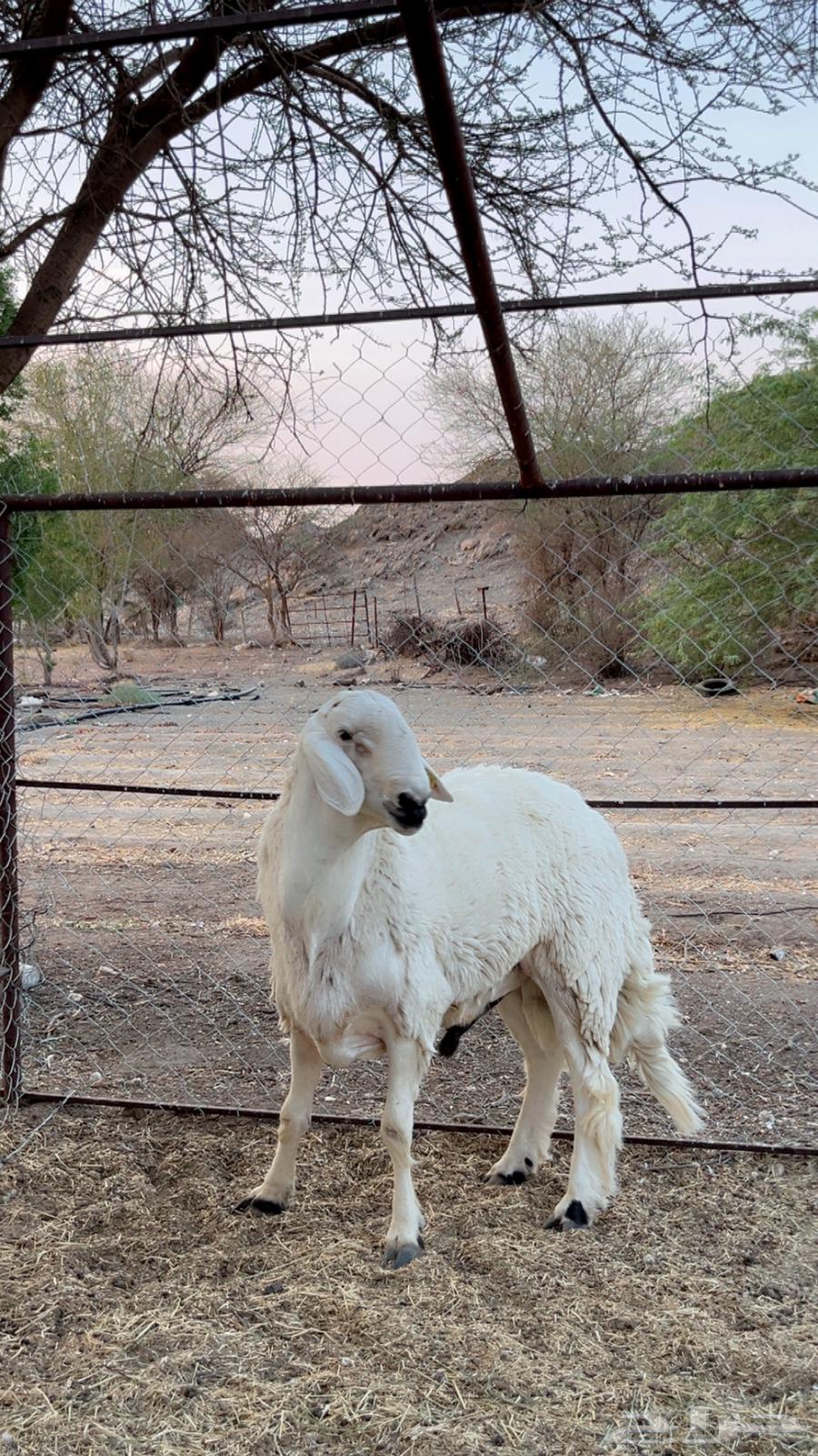 للبيع فحل حري كفوو64491741069569114