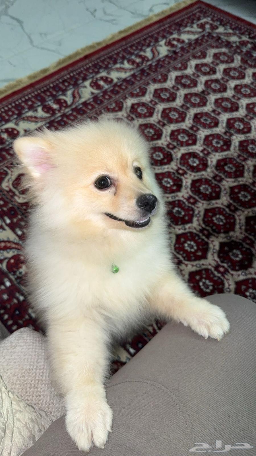 كلب64492813208066110