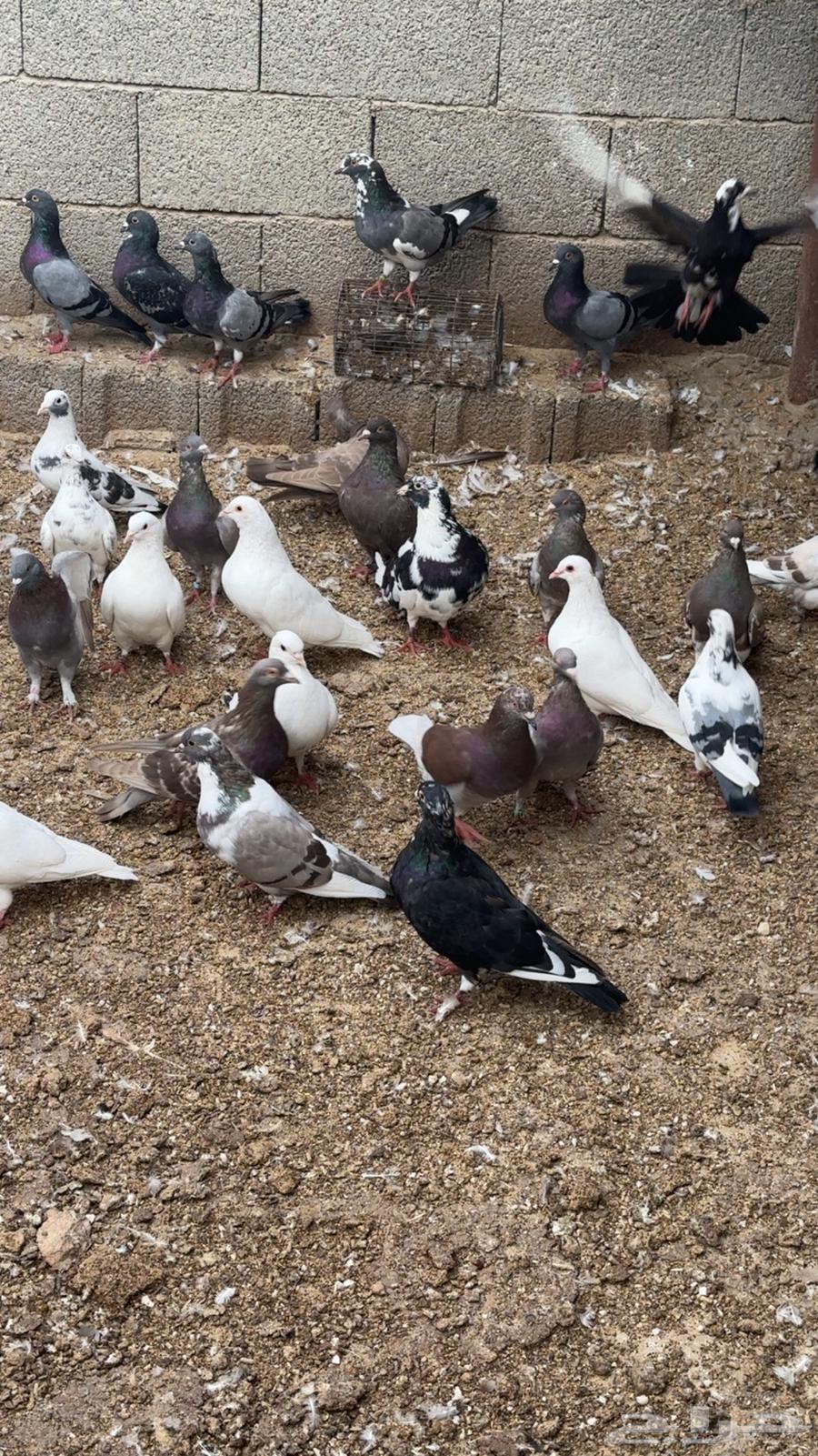 حمام سوبر جامبو64491714288386113