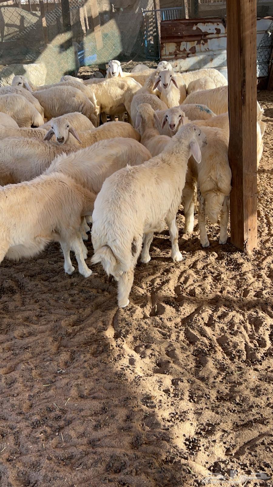 طليان حريات وتيوس عارضية للبيع مراح البركة64490921025795111