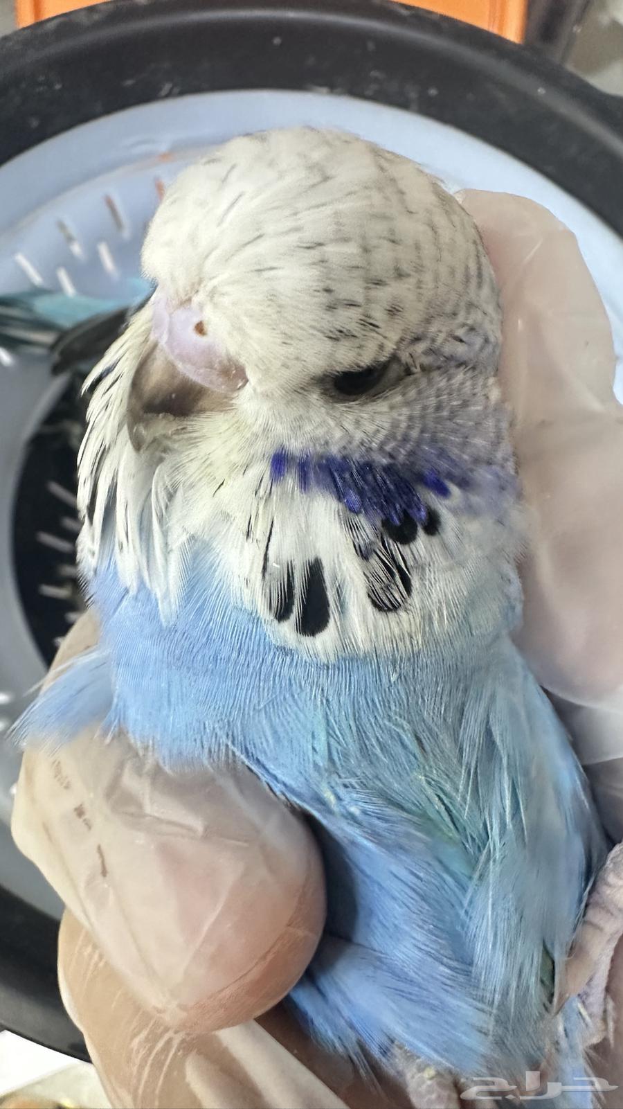 جوز انجليزي منتج للبيع64494680720769112