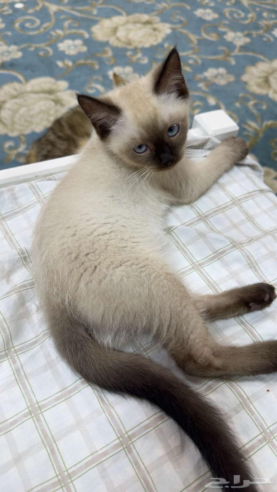 نوع القطوه الام سكوتش الاب سيامي العمر 4 شهور و 13 يوم64489793347971112