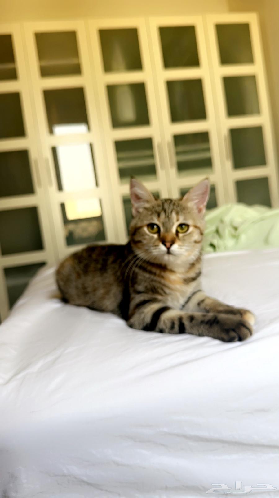 قطط منزلية نظيفة وودية للبيع   حي النرجس (الرياض64490262464769111