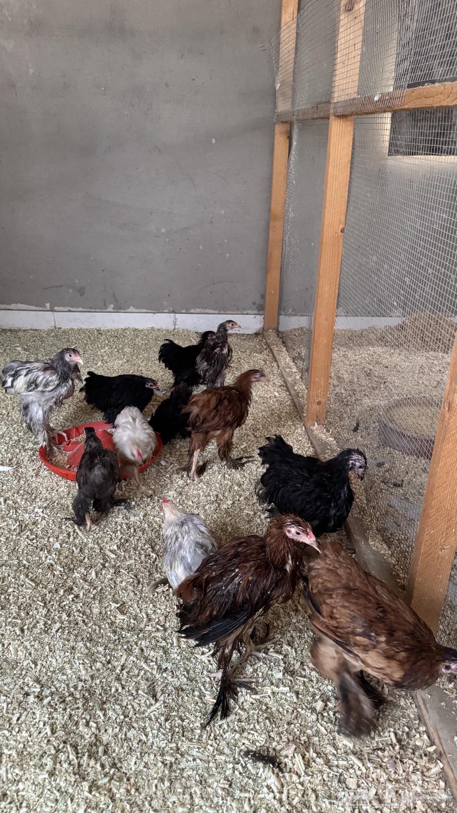 دجاج براهما اصل64492514701827112