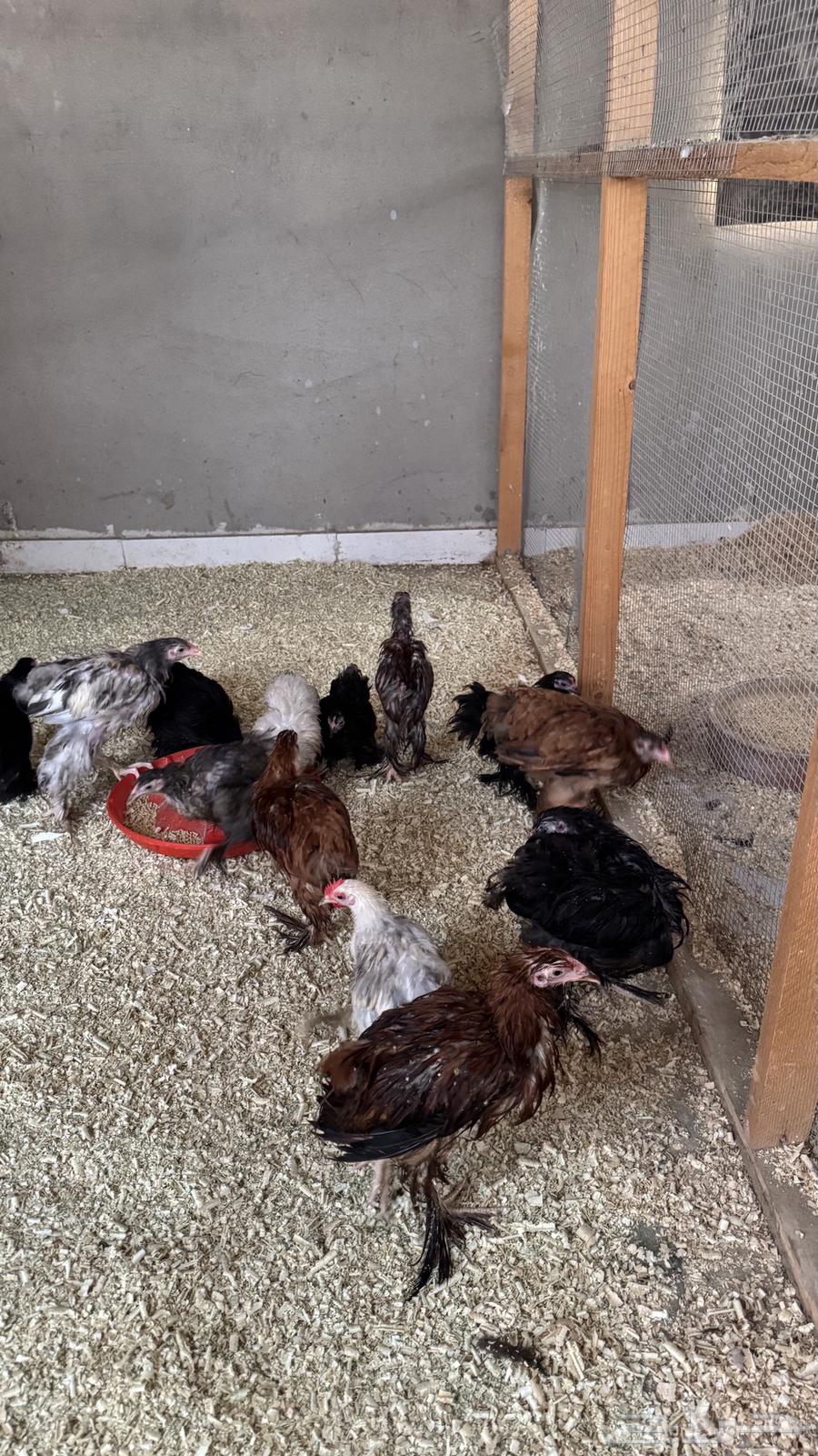 دجاج براهما اصل64492514701827110