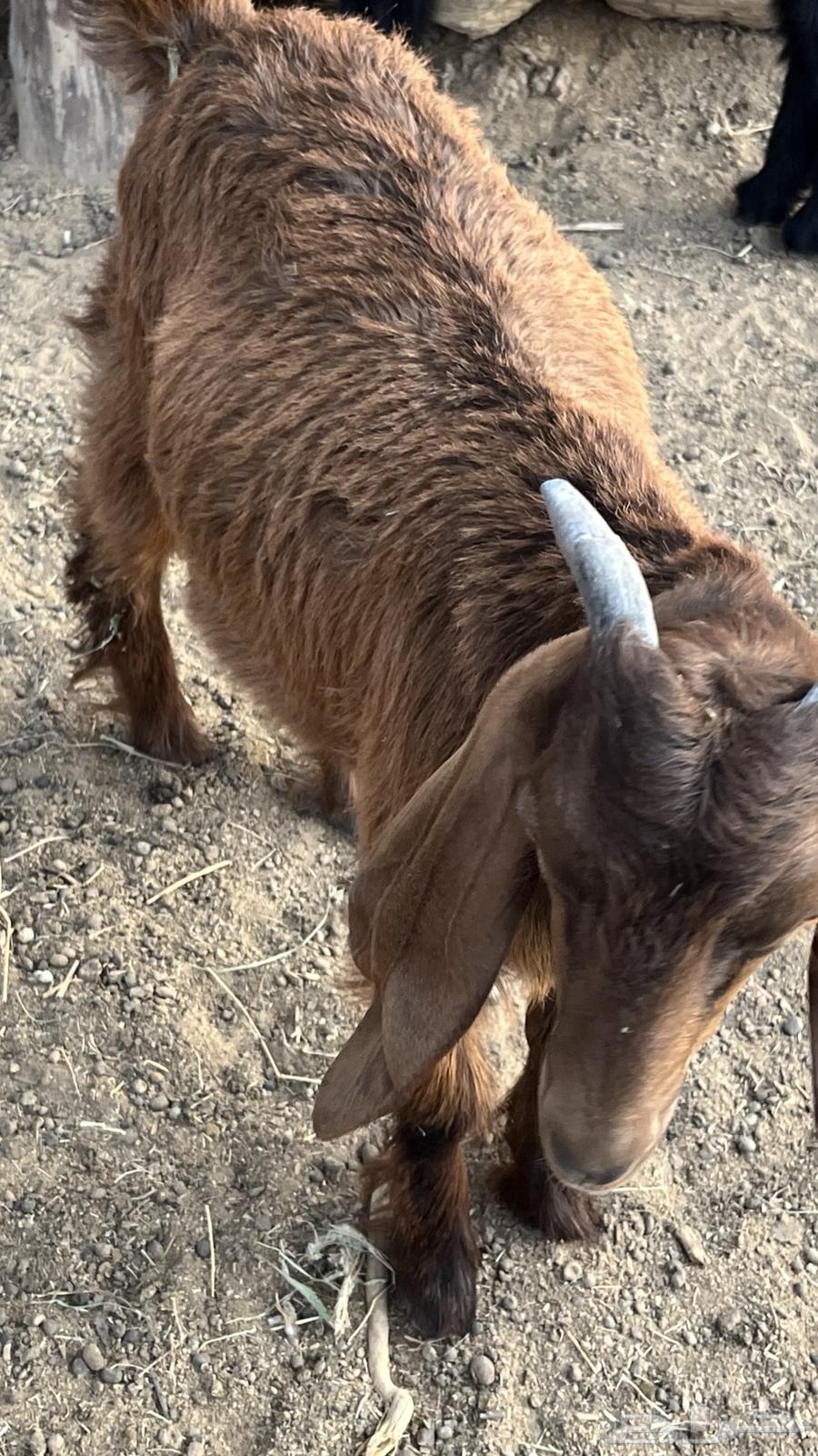 تيوس حريه هرفي64488131967107114