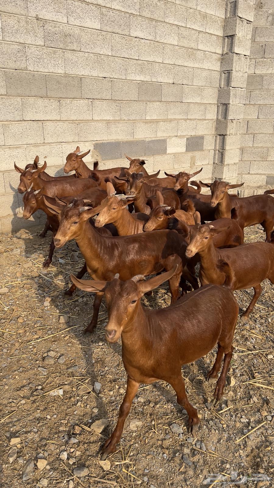 جفار دهم عدد 15 ( تم البيع )64487855965187114