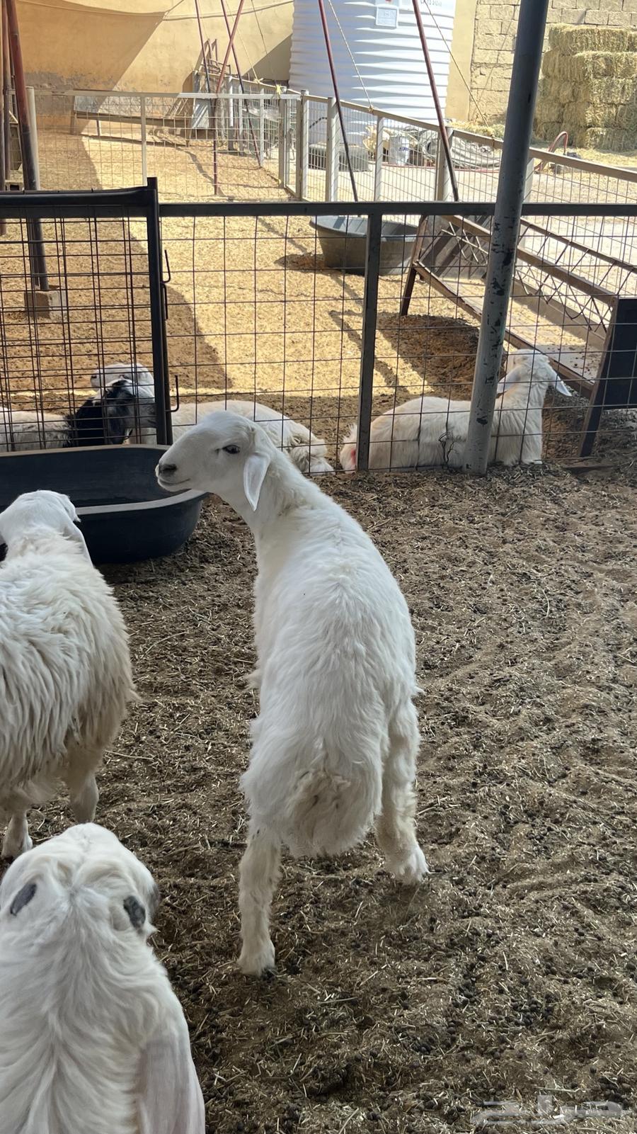 Talian Dhabaeh64488187869441111