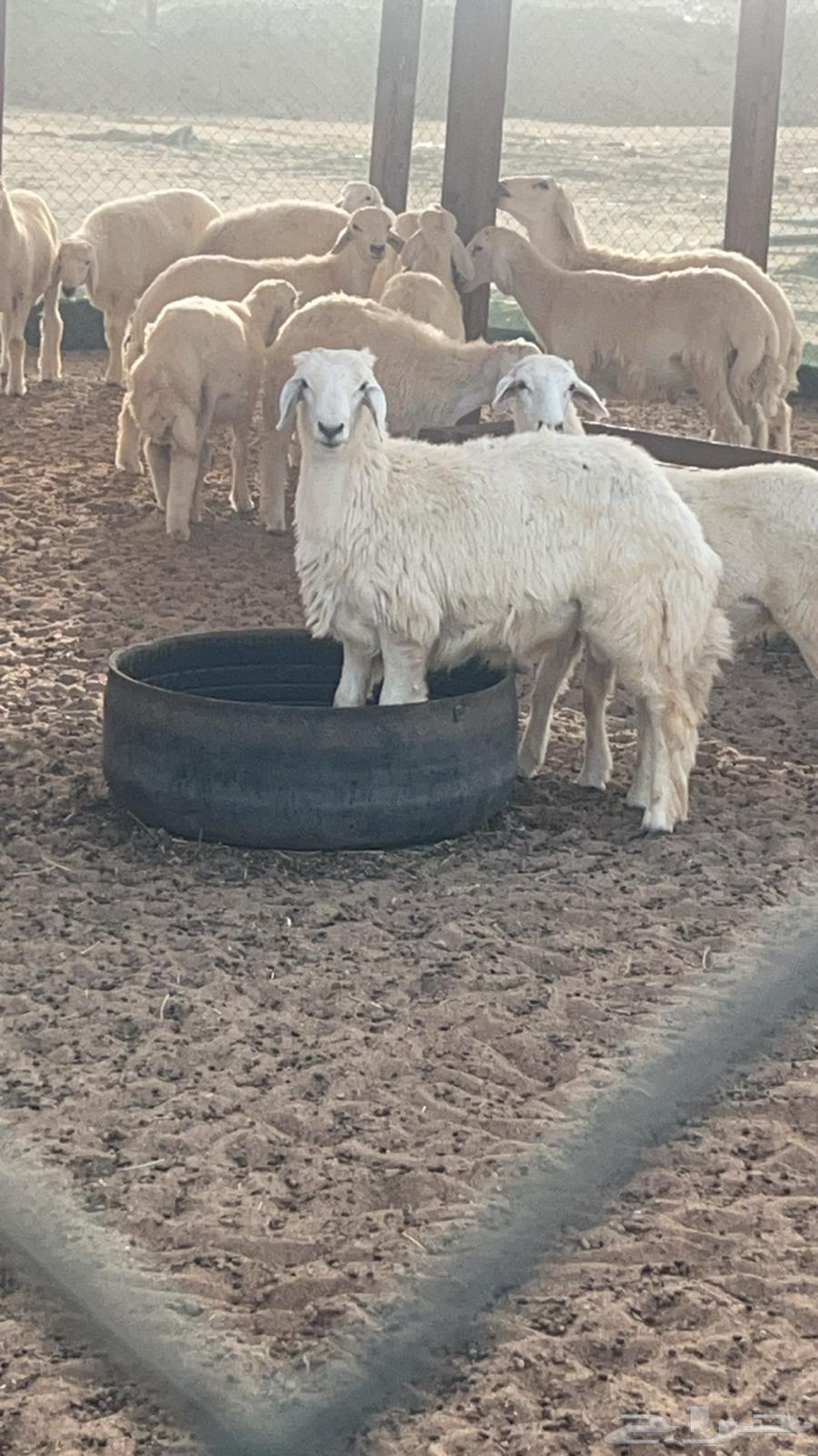 طليان حريات وتيوس عارضية للبيع مراح البركة64490921025795110