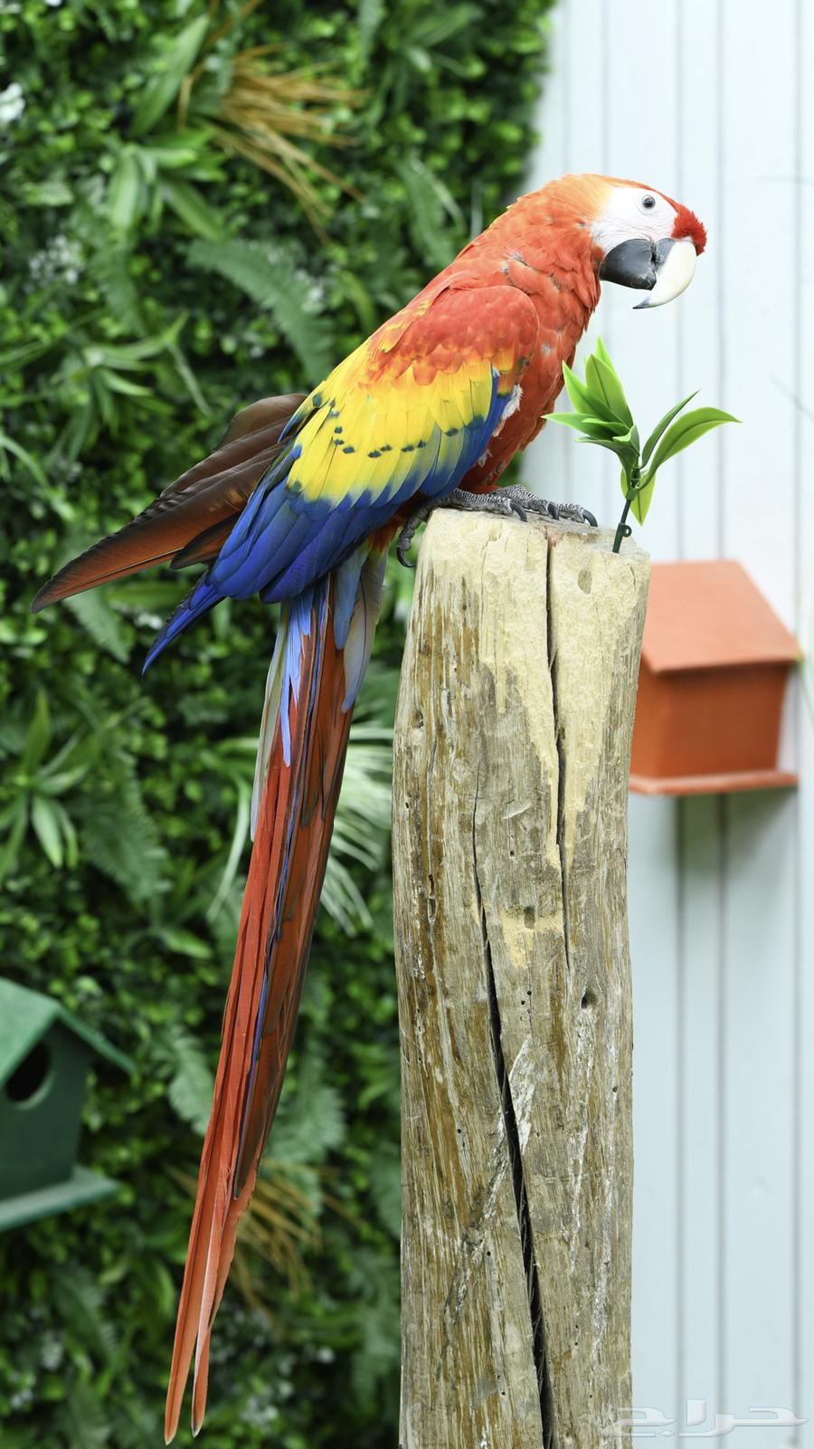 اسكارلت نكراقوا   مصرح بشهادة ملكية ( تم البيع )64493722950915110