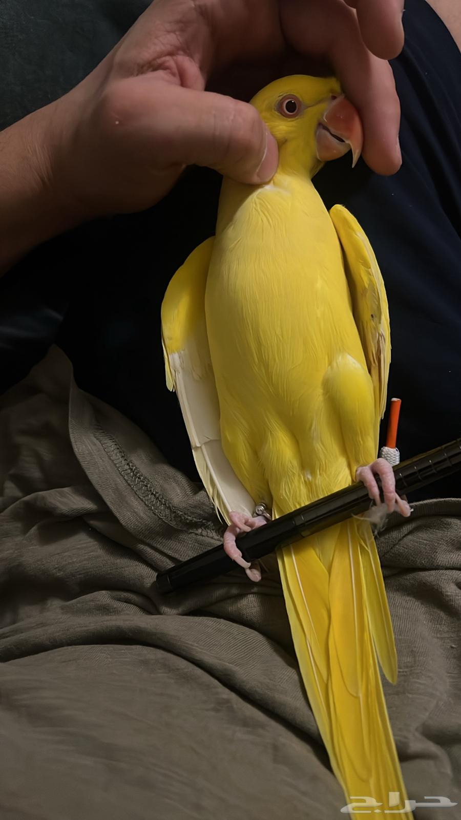 للبيع دره لاتينو اليف64491687227010110