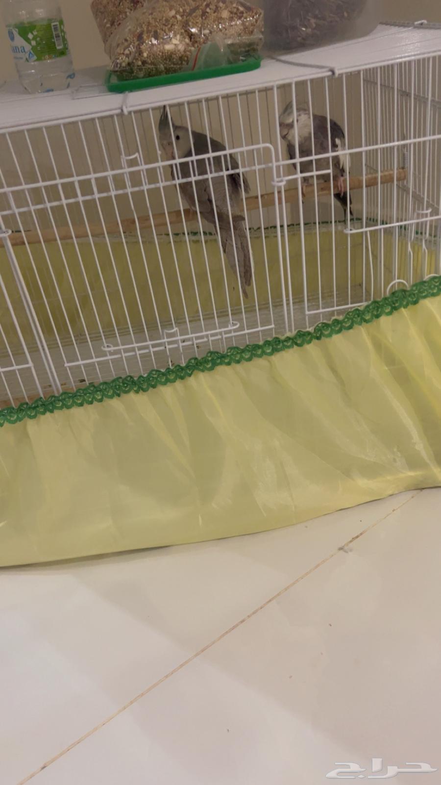 كروان انثى وذكر64491374103938112