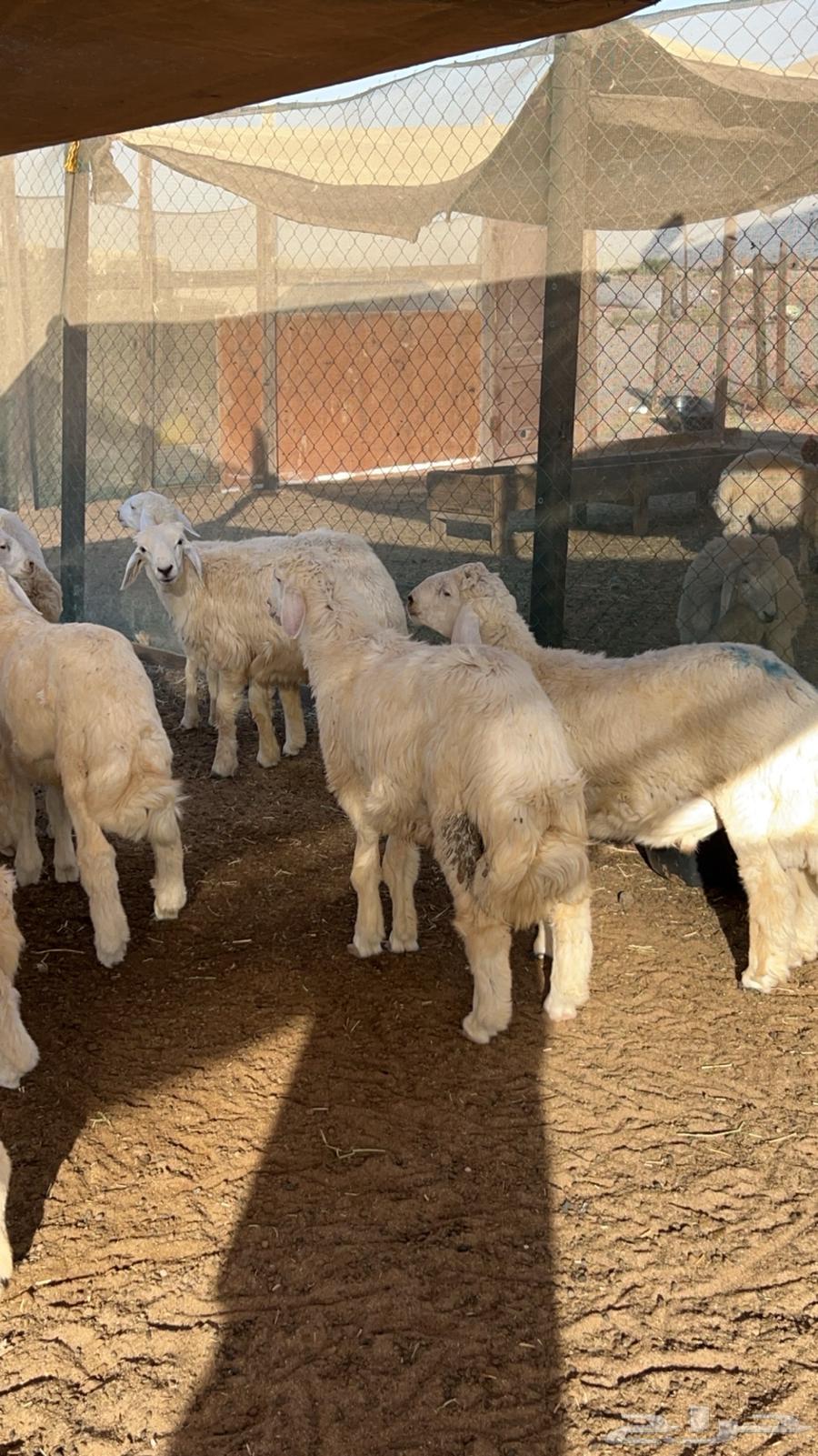 طليان حريات وتيوس عارضية للبيع مراح البركة64490921025795112