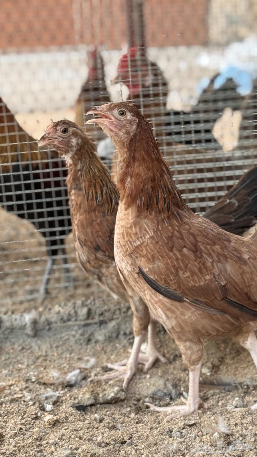 Free-range Chicken (Sold)64493368231427110