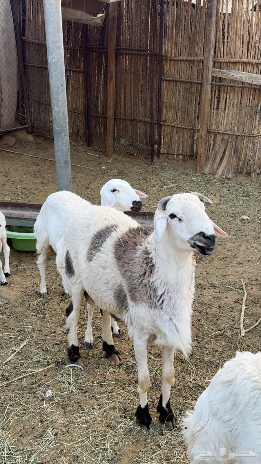 Stud coating folded64491659947649111