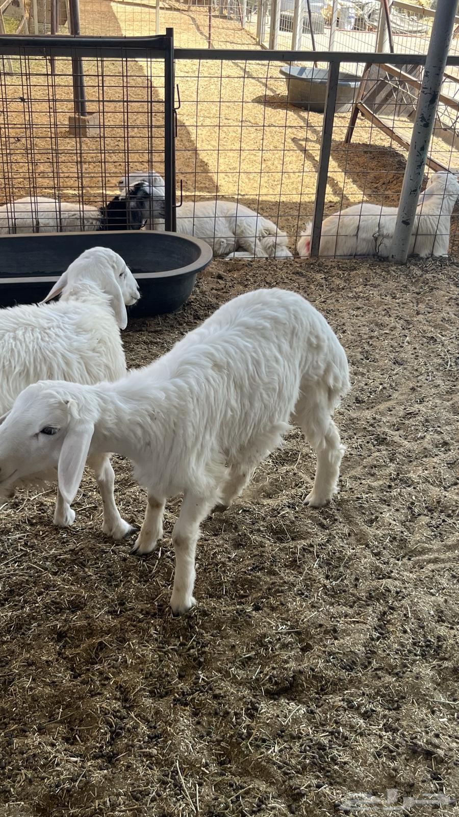 Talian Dhabaeh64488187869441112