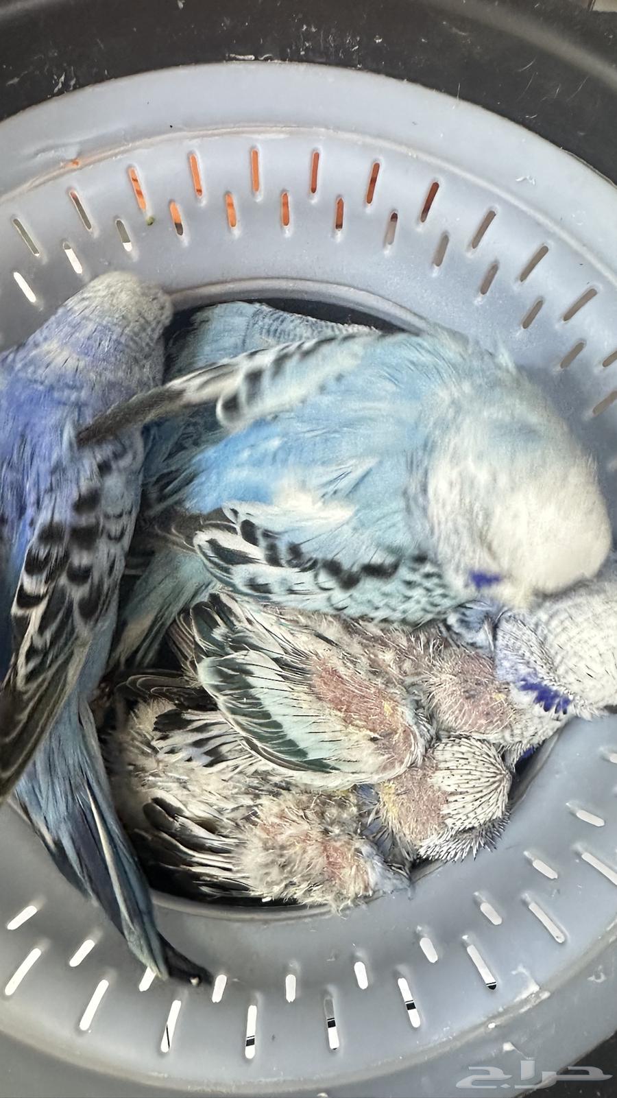 جوز انجليزي منتج للبيع64494680720769113