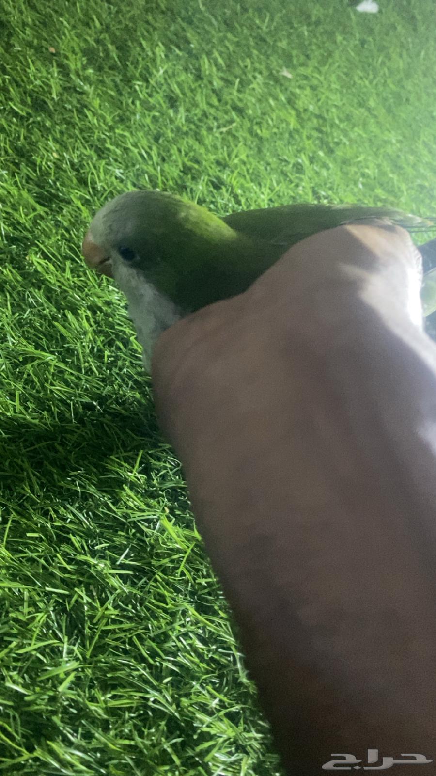 Green Quaker Parrot, Domesticated, Learns to Speak, Was Sold64494529761539110