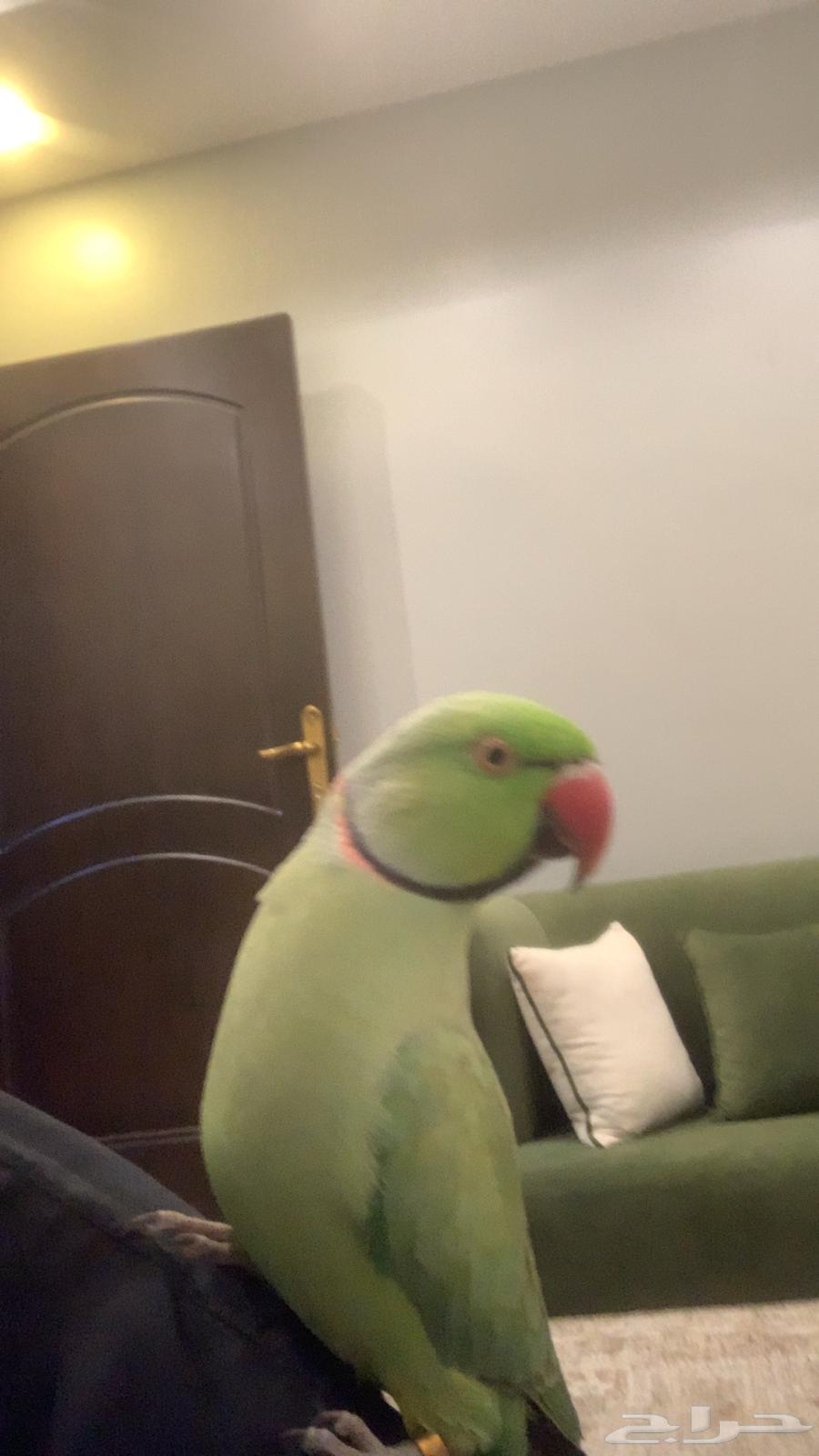 ببغاء دره هندي متكلم واليف مع القفص64493341176579113