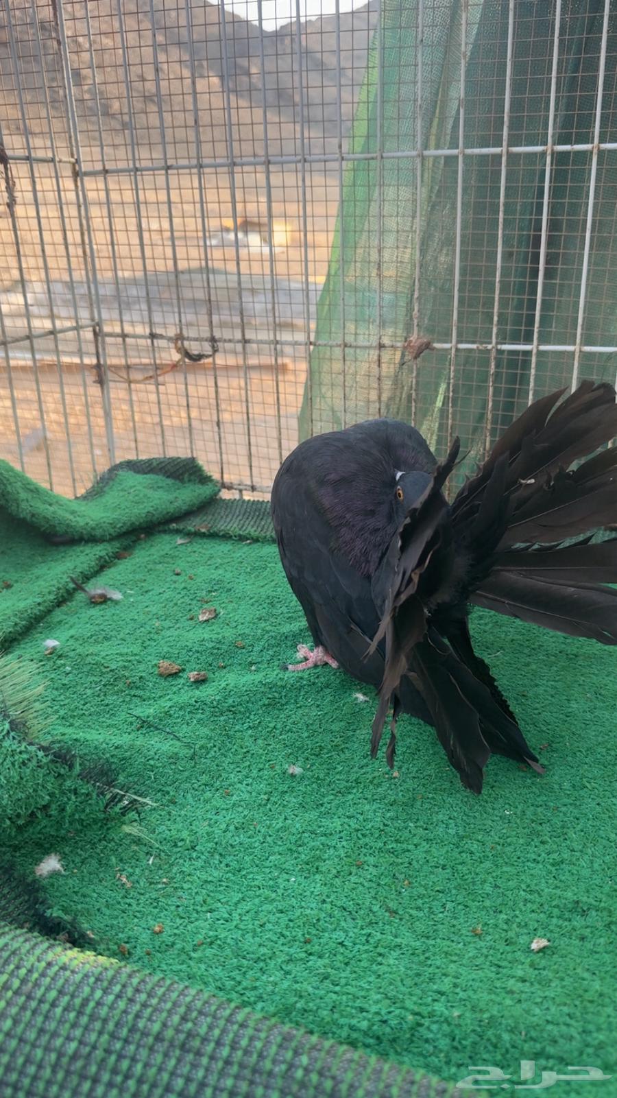 اناثي رقاص هولندي فناتيل64492312206210112