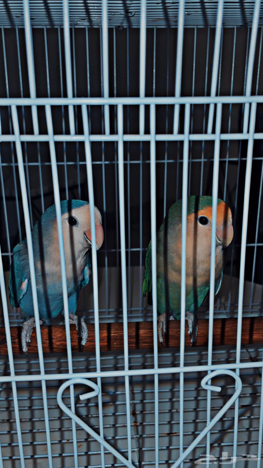 بغبغاء روز-جوز64494543386370112