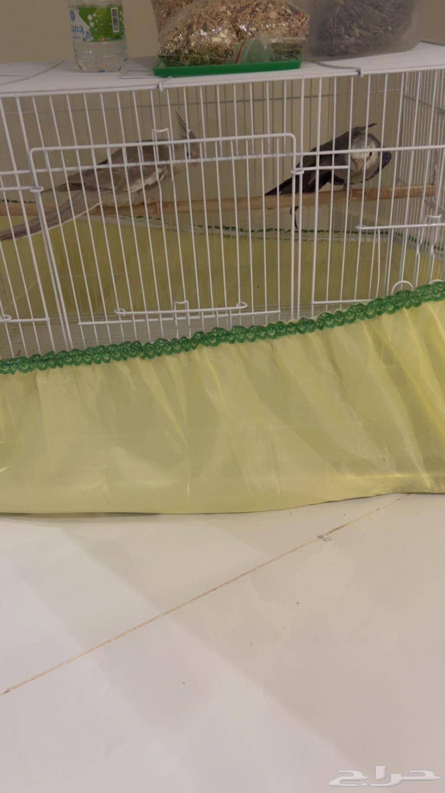 كروان انثى وذكر64491374103938110