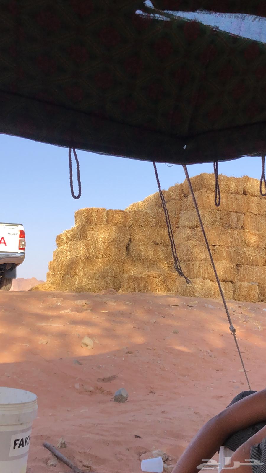 تبن قمح شد شركه البيع كامل الكميه حول 10064487691066882110