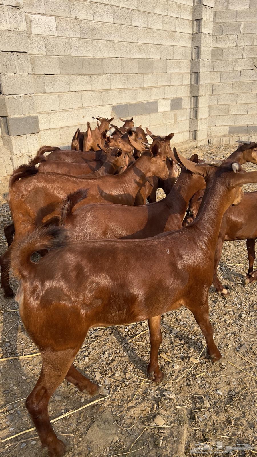 جفار دهم عدد 15 ( تم البيع )64487855965187110