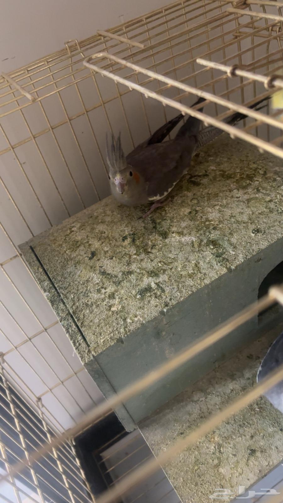 3كروان للبيع مع القفص64490687833730114