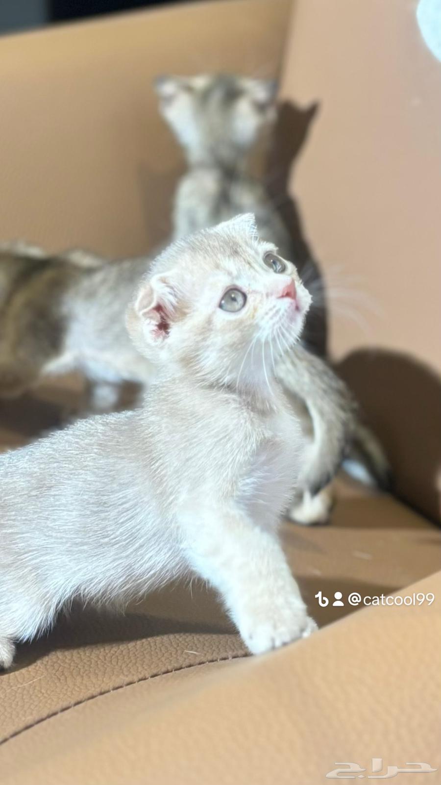 For sale Scottish Fold and British kittens, two months old, imported from breeders64493660637698110