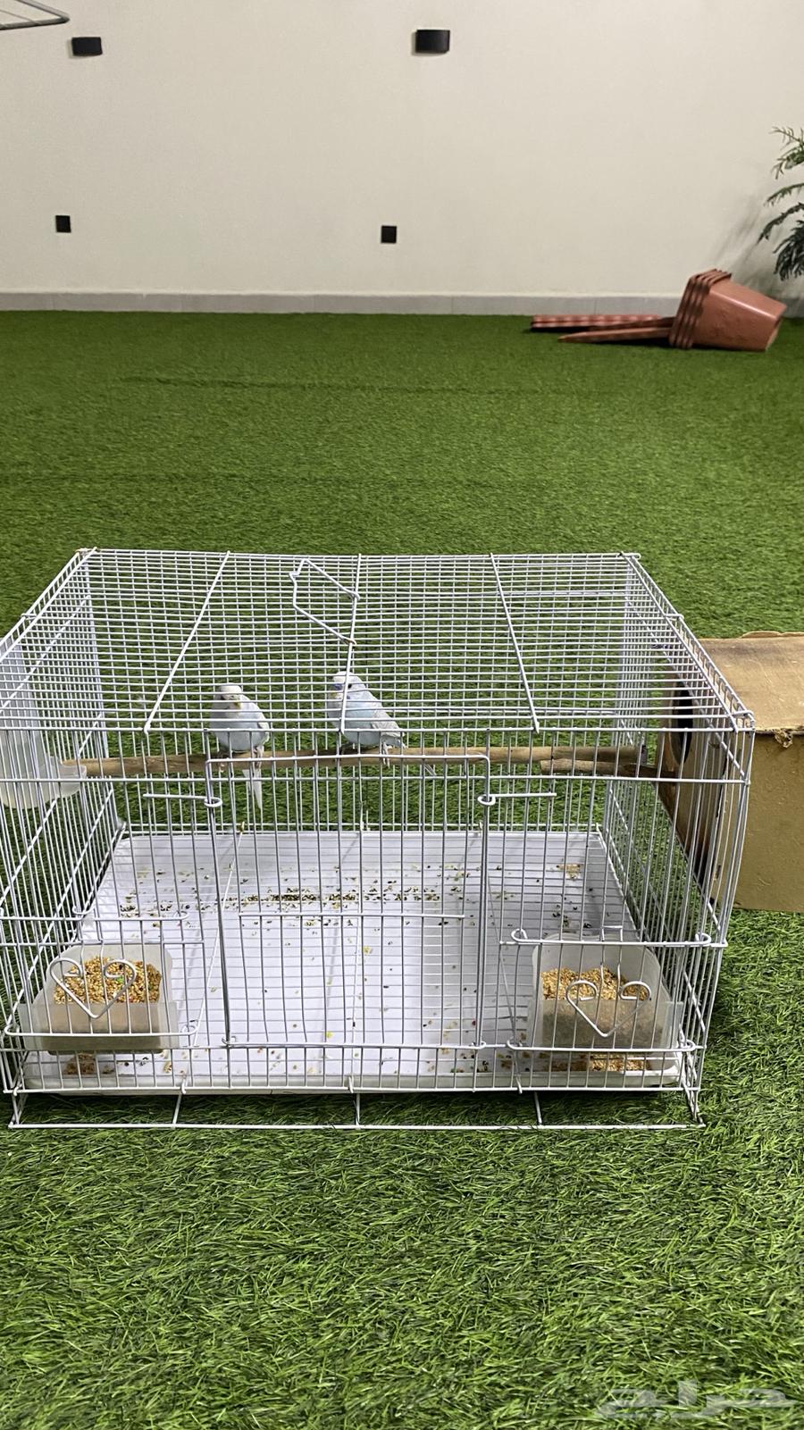 Active and Singing Pair of Budgerigar (Love) Birds for Sale64486634204033111
