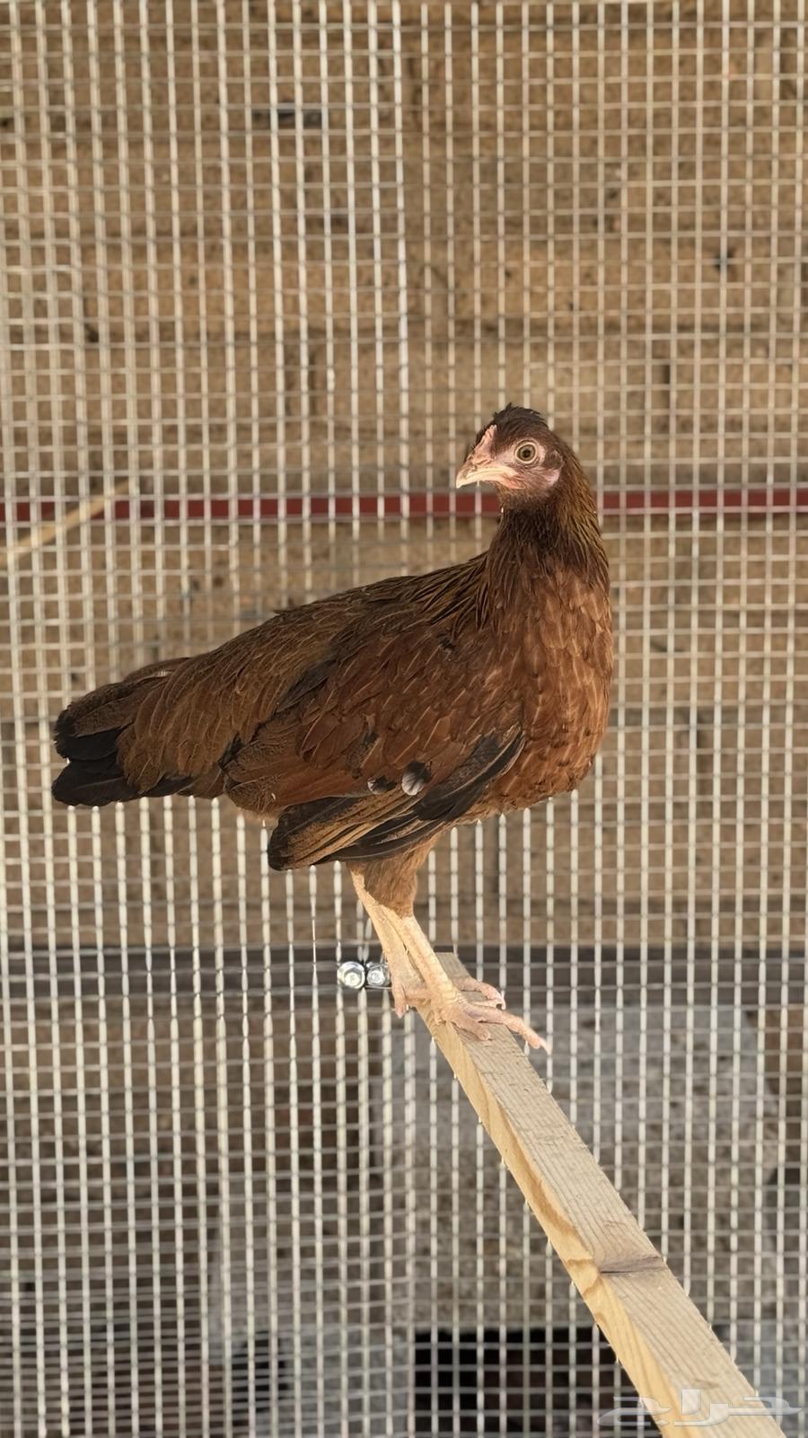 دجاج كويتي(تم البيع)64489766258177110