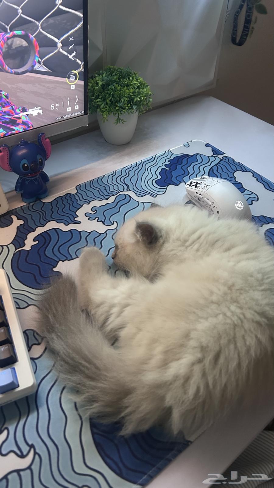 Enough64492813246594113