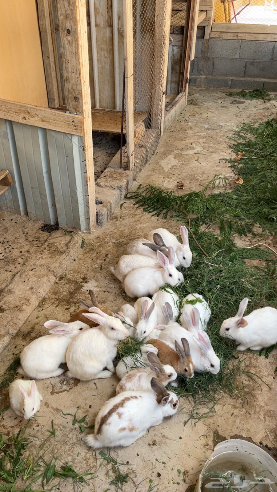 Rabbits for sale, healthy with no diseases, contact for more64489433649027112