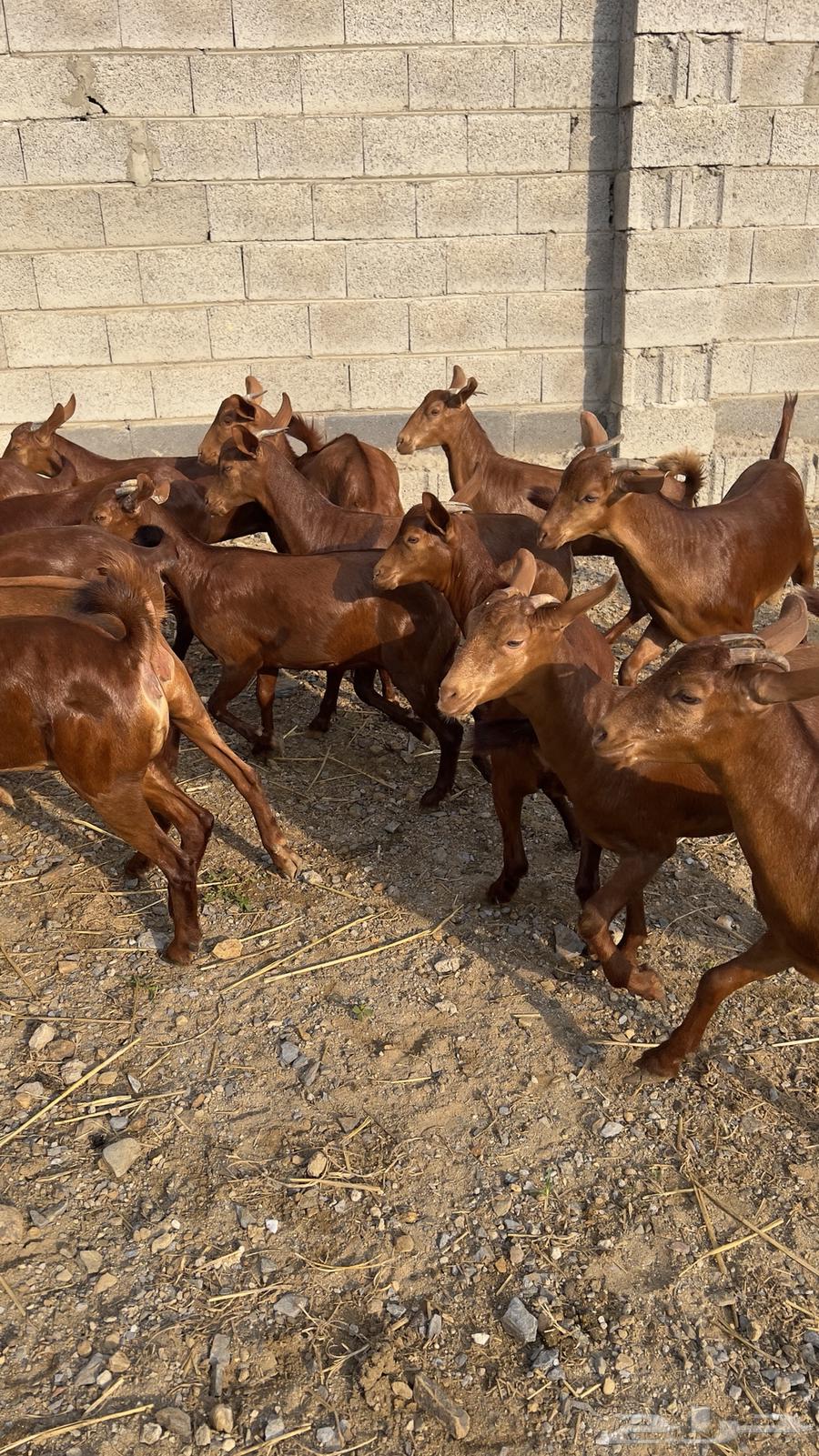 جفار دهم عدد 15 ( تم البيع )64487855965187113