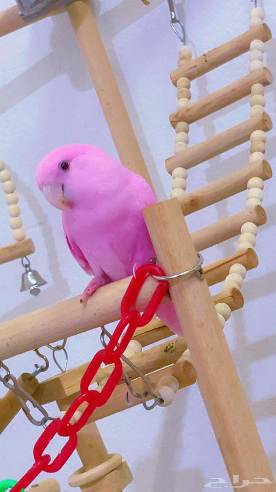 روز وردي اليف(( تم البيع الله يبارك للشاري ))64490220864001110