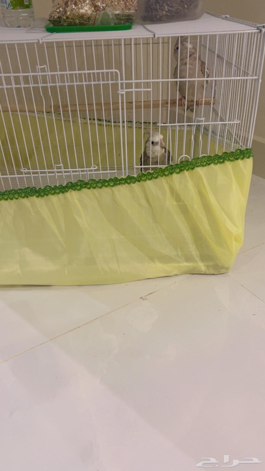 كروان انثى وذكر64491374103938114