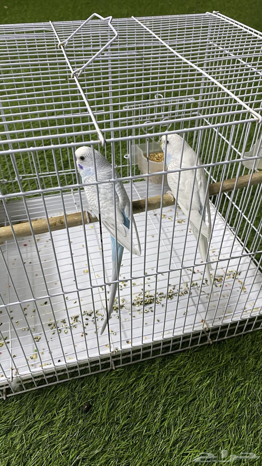 Active and Singing Pair of Budgerigar (Love) Birds for Sale64486634204033114