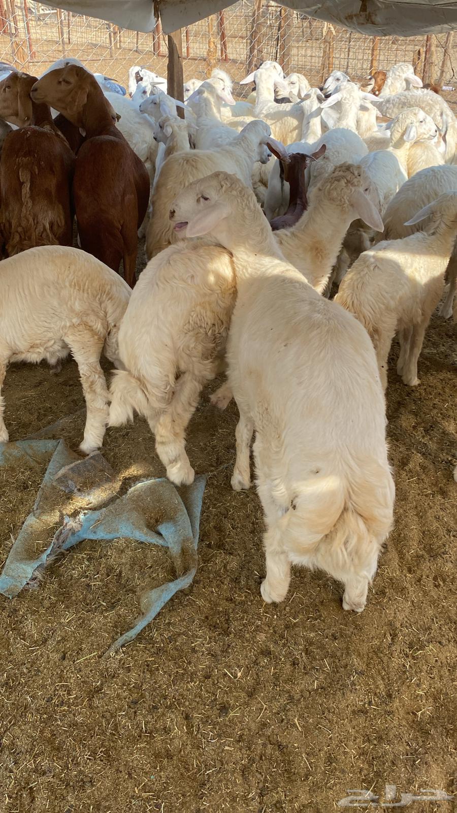 طليان نظيف كل شحم64487828144643111