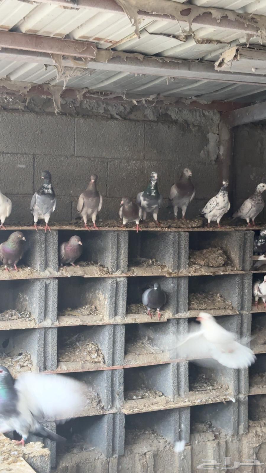 حمام سوبر جامبو64491714288386111