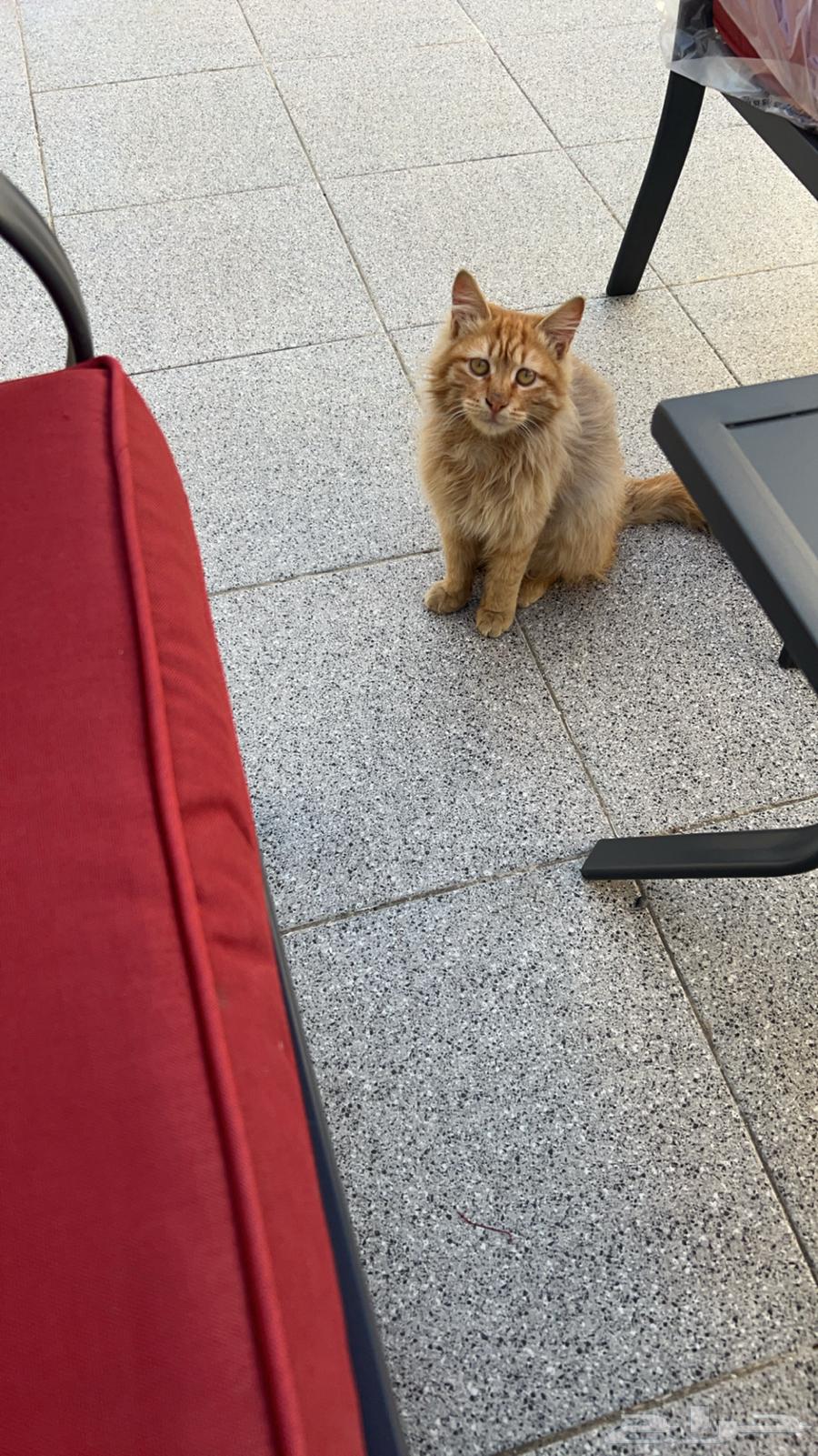 طقم جلسة حديقة انيق جدا64487278182658113