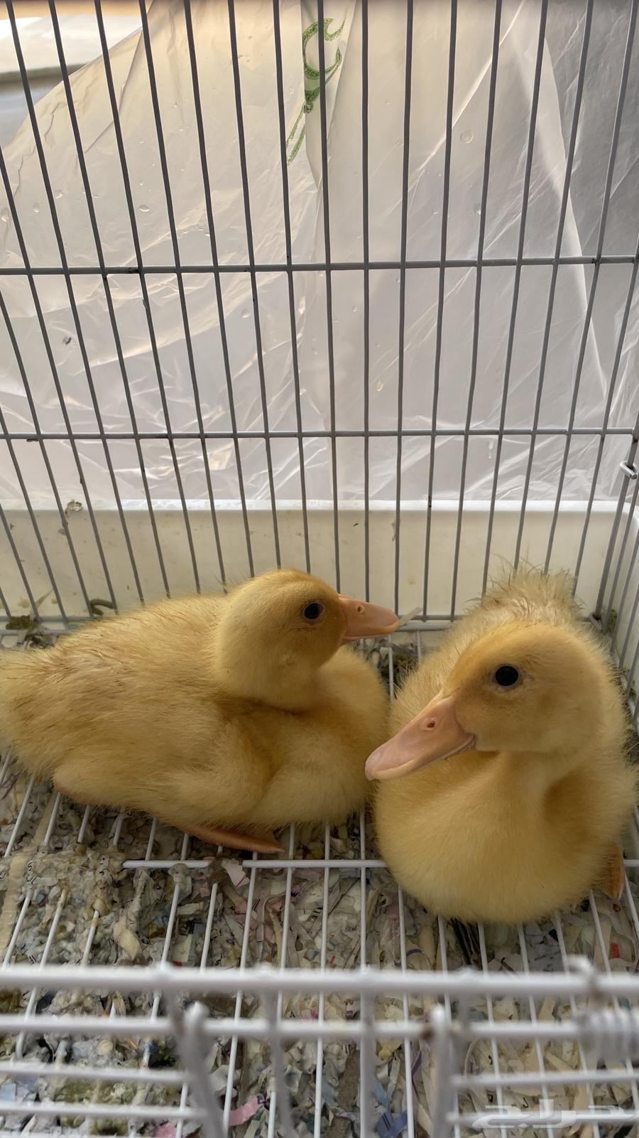 بط للبيع ذكر وانثى السعر قابل للتفاوض64489433544195110