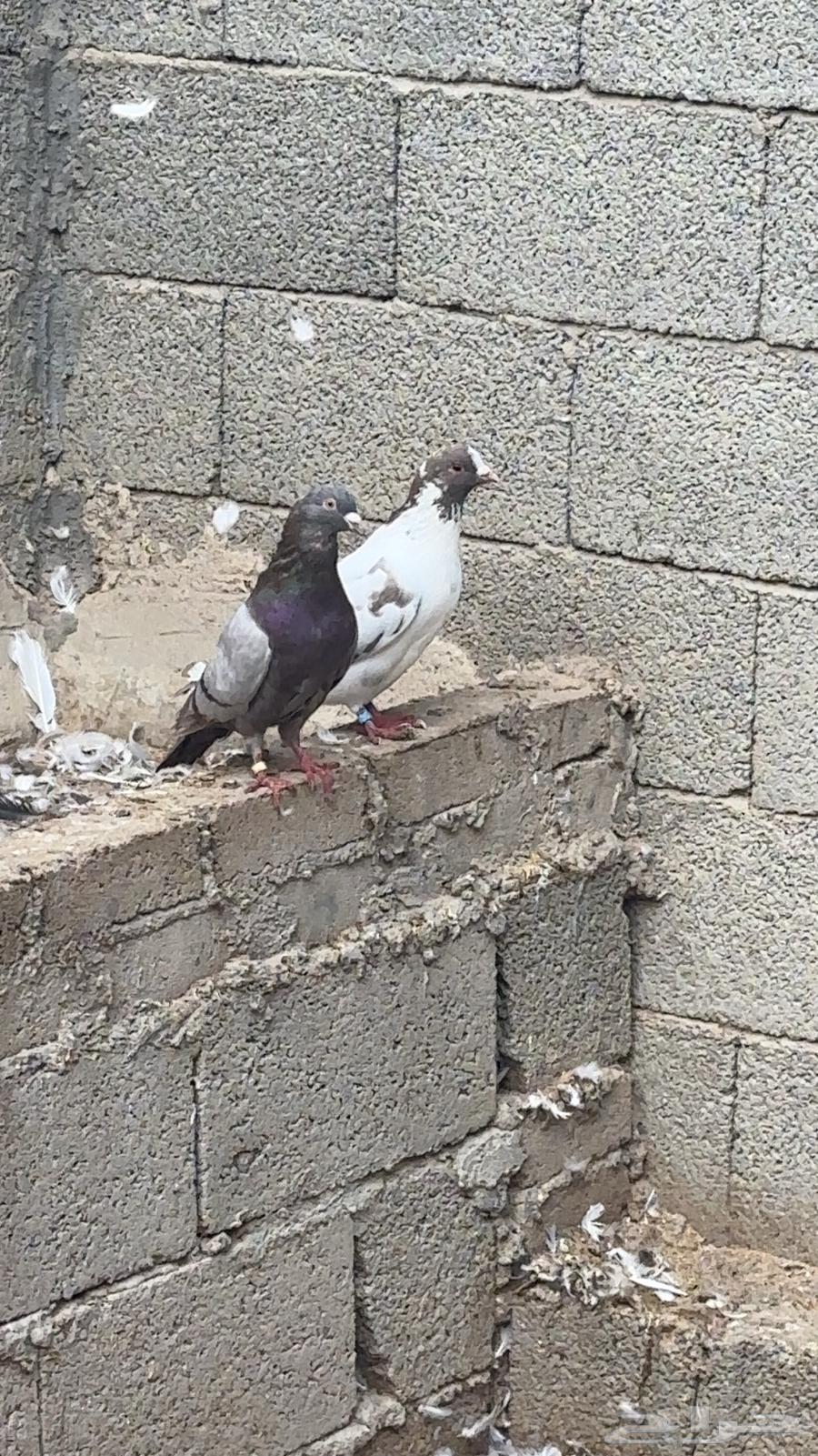 حمام سوبر جامبو64491714288386112