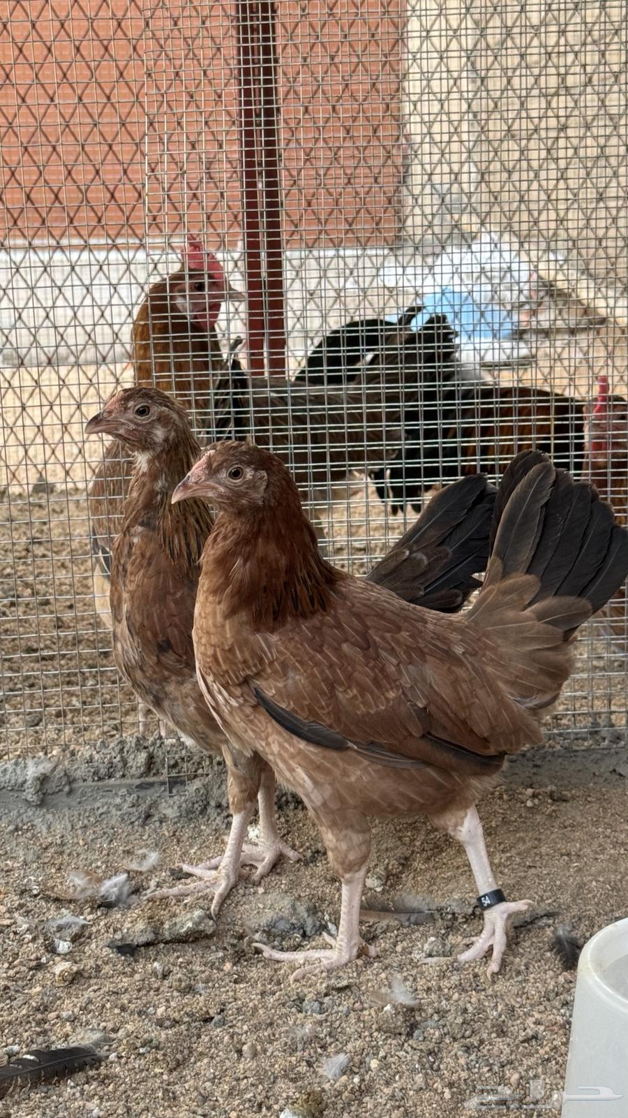 Free-range Chicken (Sold)64493368231427113