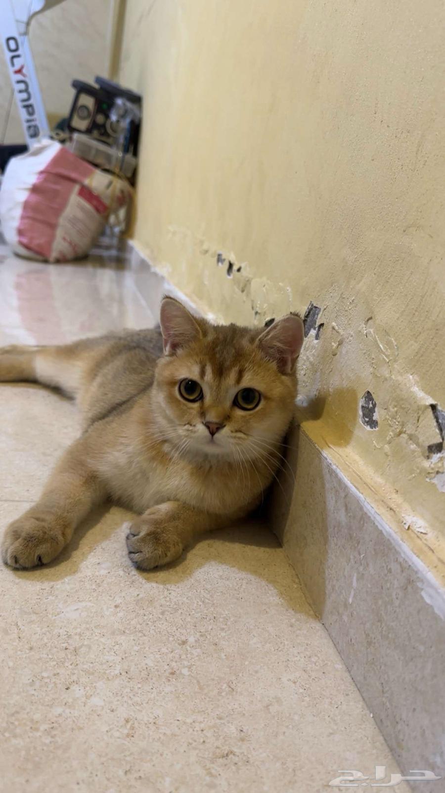 للبيع 3 قطط سكوتش ستريت64494729370115111