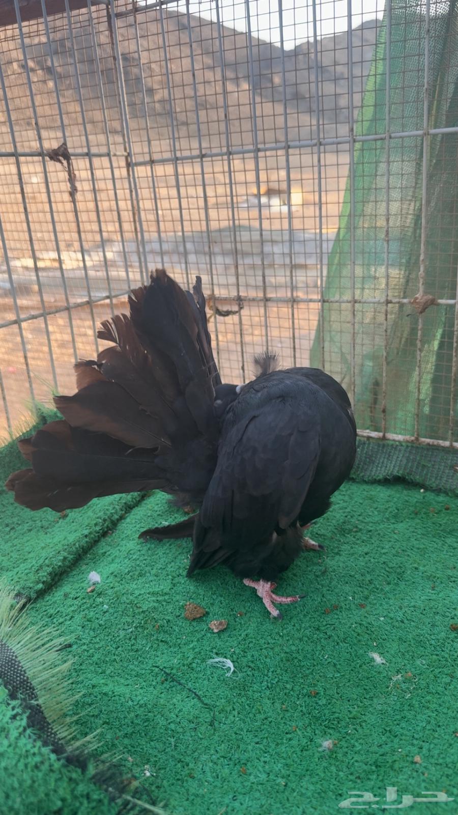 اناثي رقاص هولندي فناتيل64492312206210110